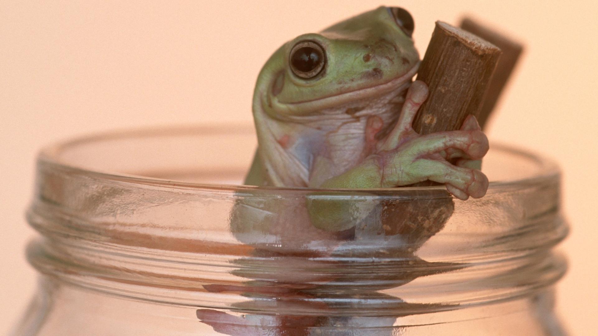 Wetterfrosch in einem Weckglas. Wetterfrosch in einem Weckglas.