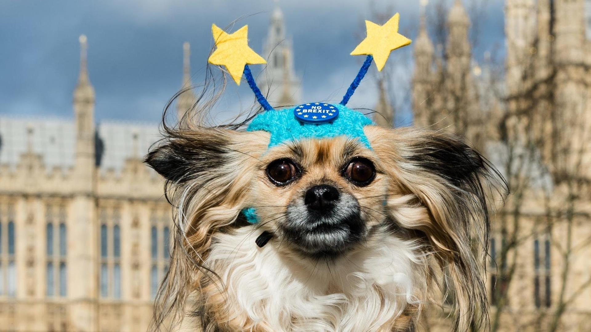 Britische Hundehalter, die gegen einen Brexit ohne vorheriges Abkommen mit der EU sind, protestieren in London mit ihren vierbeinigen Begleitern vor dem Parlament. Sie fordern eine Volksabstimmung über das Brexit-Abkommen.