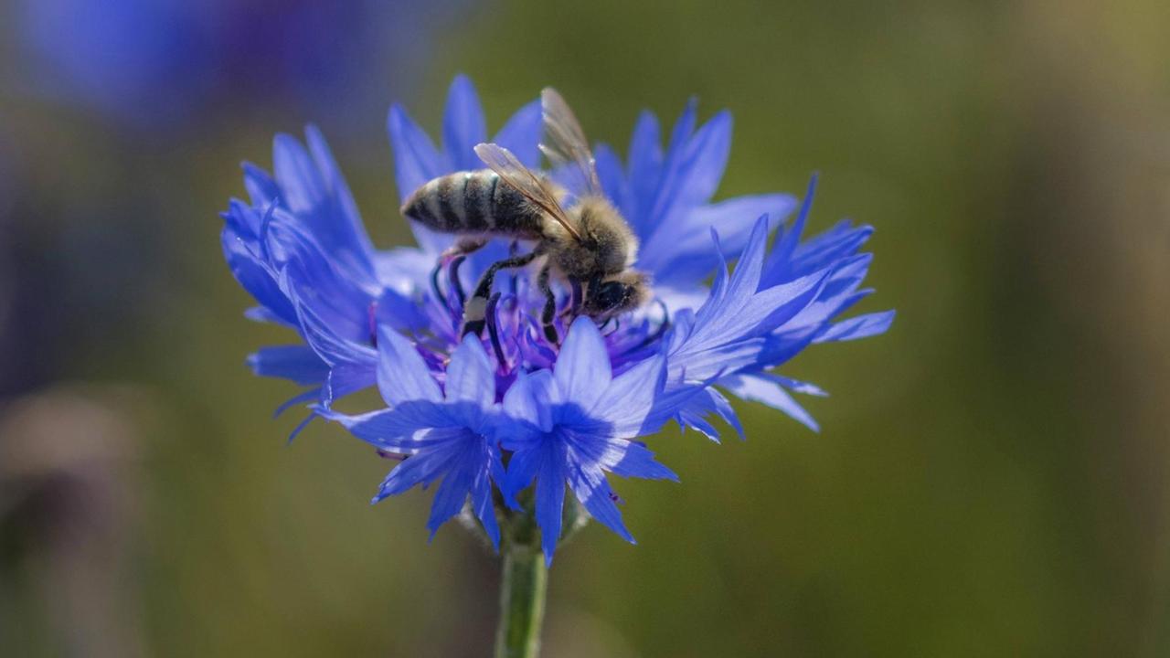 Honigbiene sitzt auf Kornblume. Honigbiene sitzt auf Kornblume.