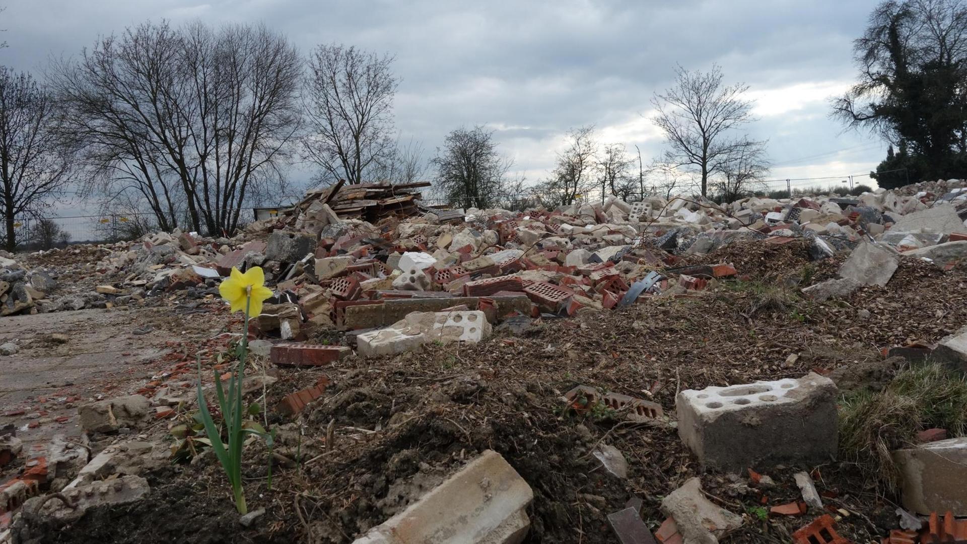 Eine einzelne Narzisse steht noch nach dem Abriss mehrere Wohnhäuser in Manheim. Das Dorf muss dem Braunkohle-Abbau weichen. Deutschlandradio / Alicia Lindhoff Eine einzelne Narzisse steht noch nach dem Abriss mehrere Wohnhäuser in Manheim. Das Dorf muss dem Braunkohle-Abbau weichen. Deutschlandradio / Alicia Lindhoff