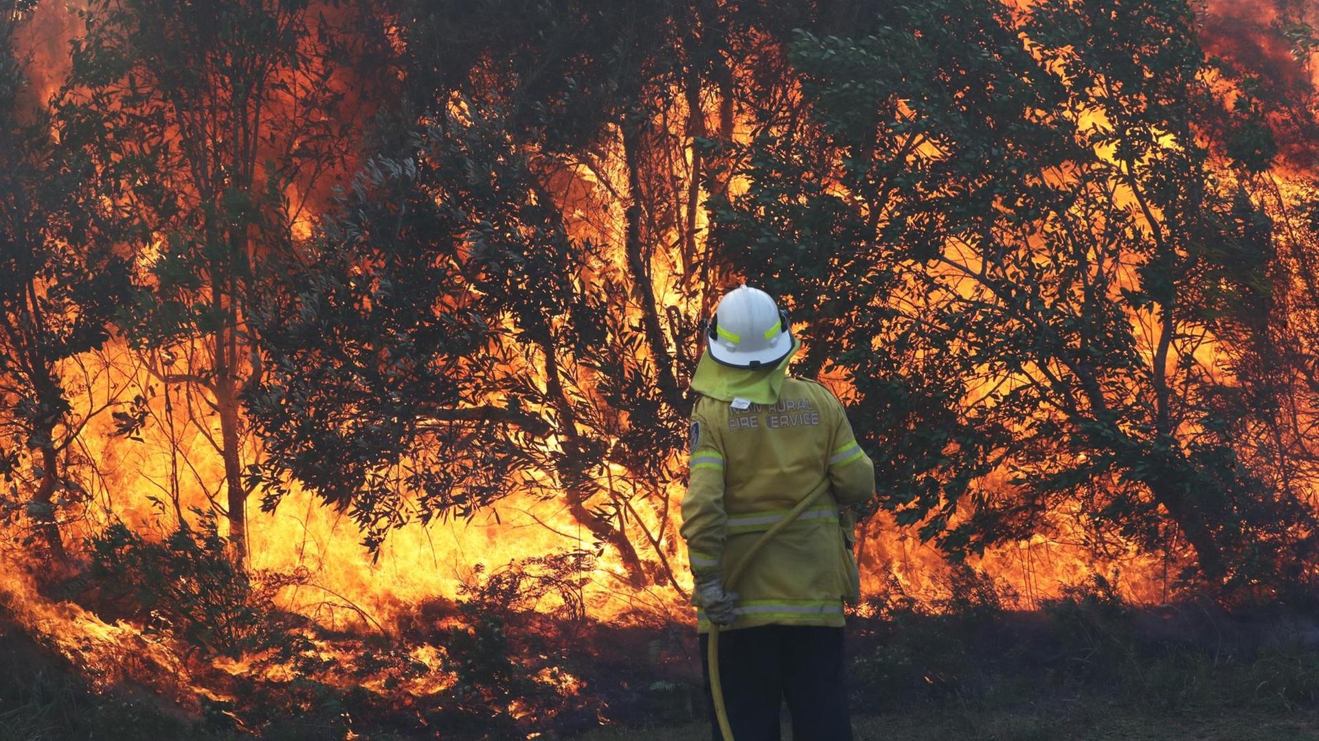 Ein Feuerwehrmann steht mit einem Feuerwehrschlauch vor einem lodernden Buschfeuer. Ein Feuerwehrmann steht mit einem Feuerwehrschlauch vor einem lodernden Buschfeuer.