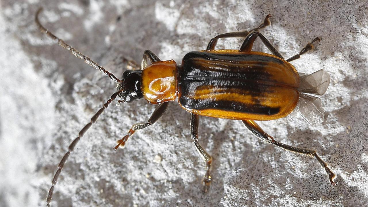 Westlicher Maiswurzelboher (Diabrotica virgifera), sitzt auf einem Stein Westlicher Maiswurzelboher (Diabrotica virgifera), sitzt auf einem Stein