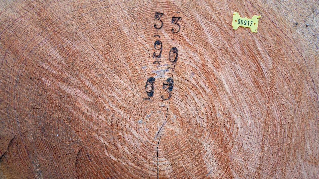 15.02.2017, Niedersachsen, Oerrel: Die Jahresringe sind an einem Holzstamm zu sehen. Knapp 1600 Kubikmeter Holz von wertvollen Nadelbäumen haben die Landesforsten in Niedersachsen versteigert. 15.02.2017, Niedersachsen, Oerrel: Die Jahresringe sind an einem Holzstamm zu sehen. Knapp 1600 Kubikmeter Holz von wertvollen Nadelbäumen haben die Landesforsten in Niedersachsen versteigert.