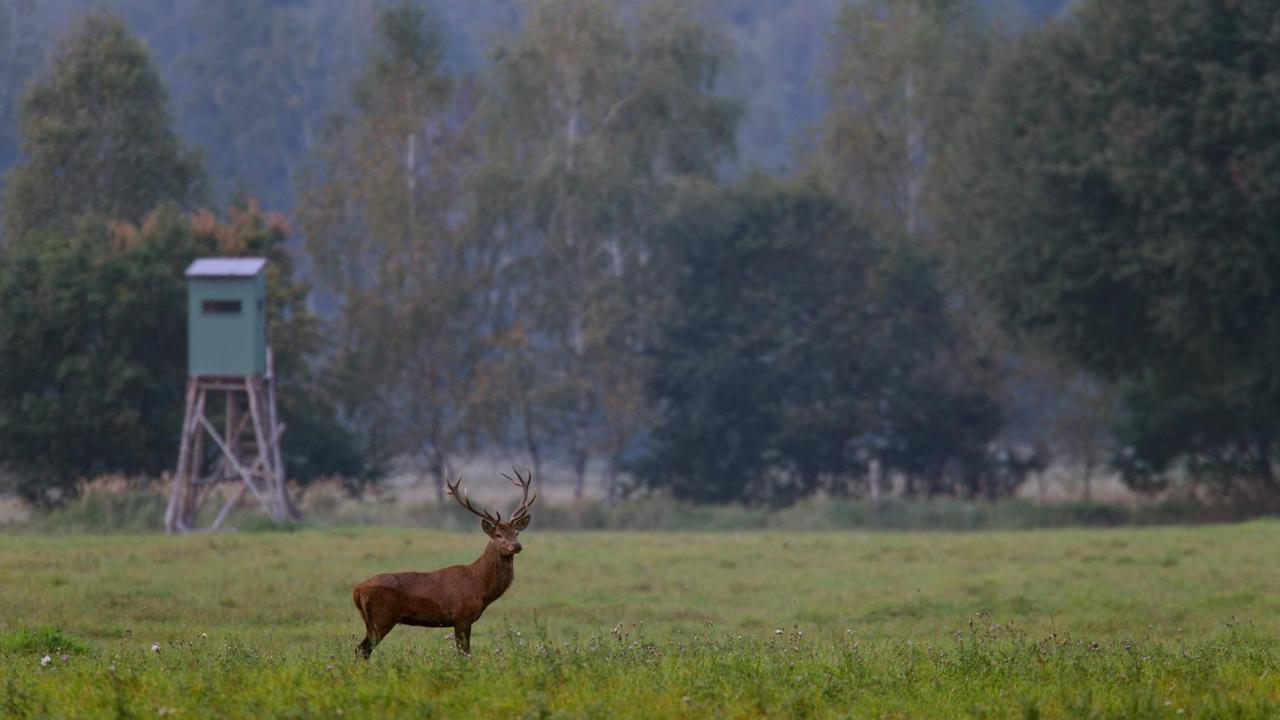 Ein Rothirsch mit Geweih steht auf einer Wiese, im Hintergrund sieht man einen Hochsitz. Ein Rothirsch mit Geweih steht auf einer Wiese, im Hintergrund sieht man einen Hochsitz.