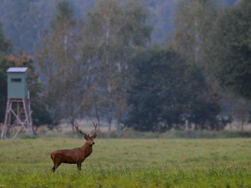 Ein Rothirsch mit Geweih steht auf einer Wiese, im Hintergrund sieht man einen Hochsitz.