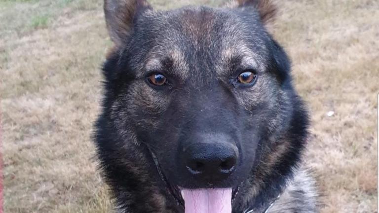 Schäferhund blickt in die Kamera. Schäferhund blickt in die Kamera.