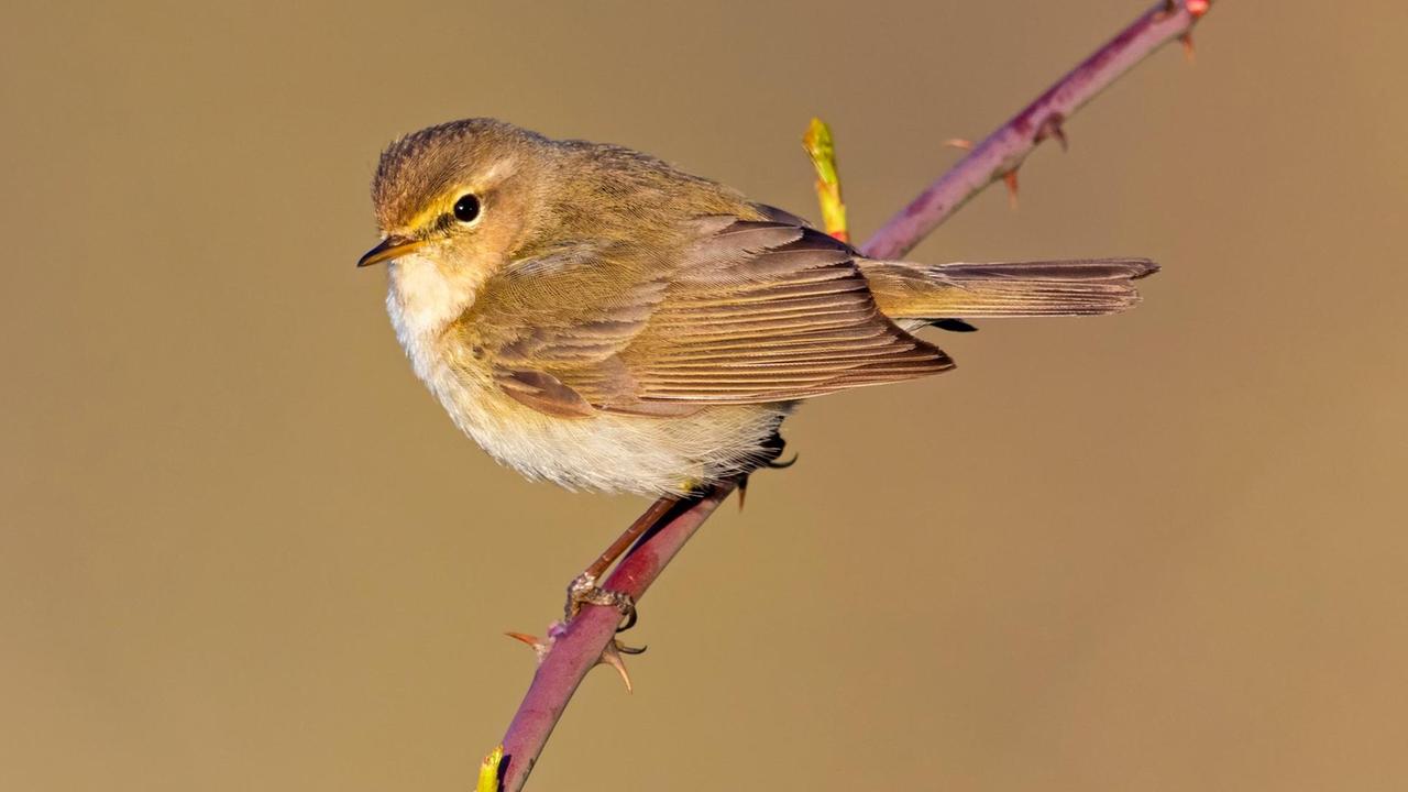 Ein Zilpzalp oder Weidenlaubsänger (Phylloscopus collybita), sitzt auf einem Zweig Ein Zilpzalp oder Weidenlaubsänger (Phylloscopus collybita), sitzt auf einem Zweig