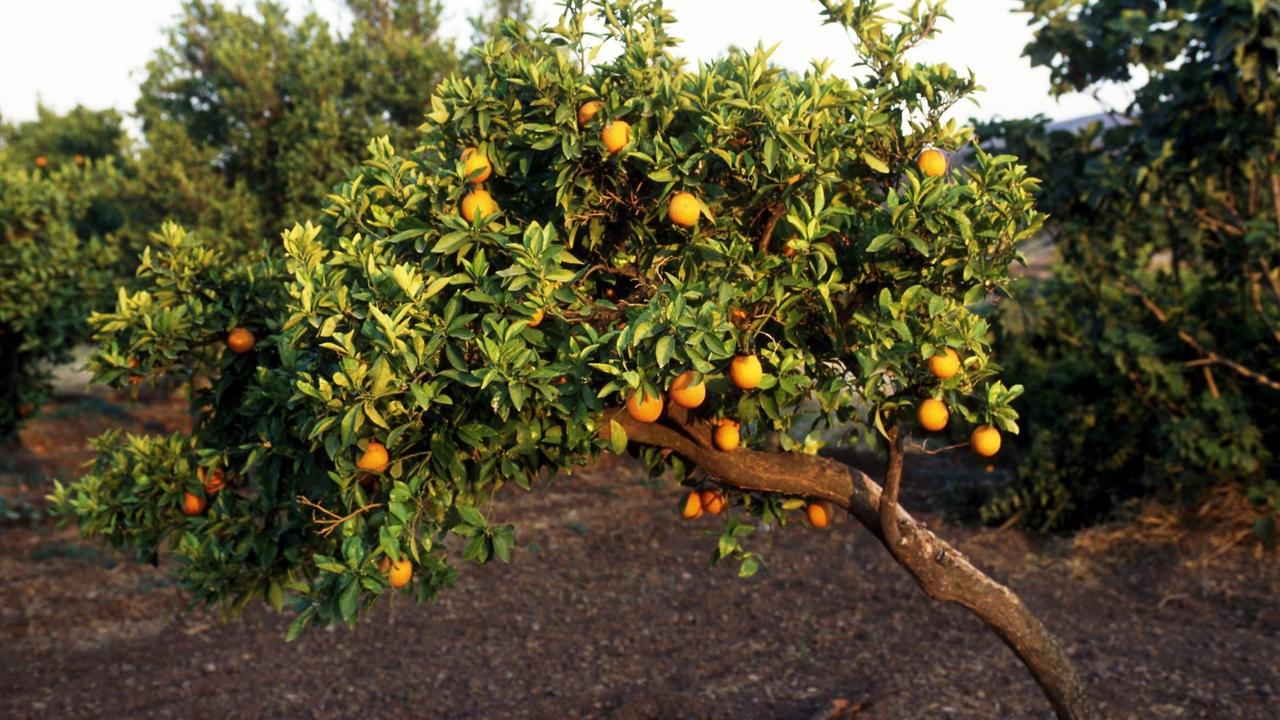 Orangenbaum auf Zypern, aufgenommen 1995. Orangenbaum auf Zypern, aufgenommen 1995.