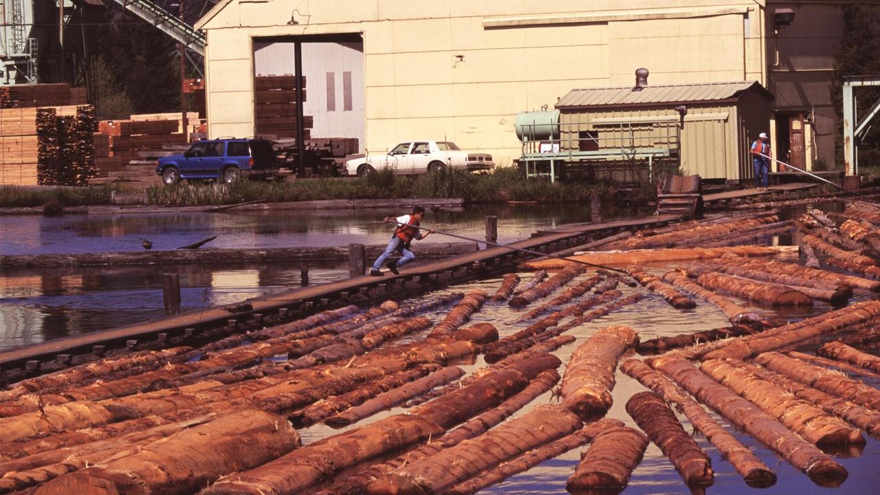 Stämme treiben vor einem Werk der Pacific Lumber Company im Wasser.