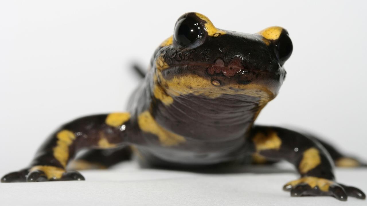 Feuersalamander mit starker Chytrid-Infektion, zu sehen an den Läsionen an der Schnauze. Feuersalamander mit starker Chytrid-Infektion, zu sehen an den Läsionen an der Schnauze.