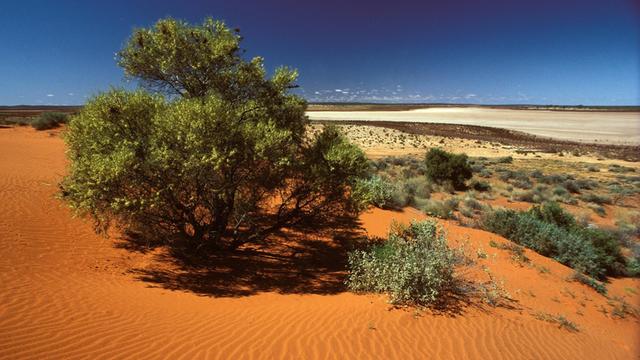 In der Victoria Wüste in Westaustralien steht ein Baum in einer rostroten Sanddüne. Im Hintergrund ist einer der vielen Salzseen der Region zu erkennen.