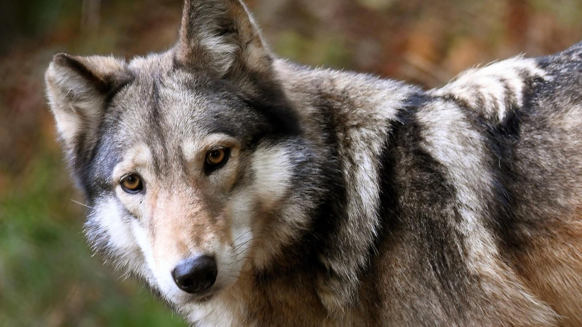 Ein Wolf in Nahaufnahme, das Tier wendet seinen Kopf dem Fotografen zu. Ein Wolf in Nahaufnahme, das Tier wendet seinen Kopf dem Fotografen zu.