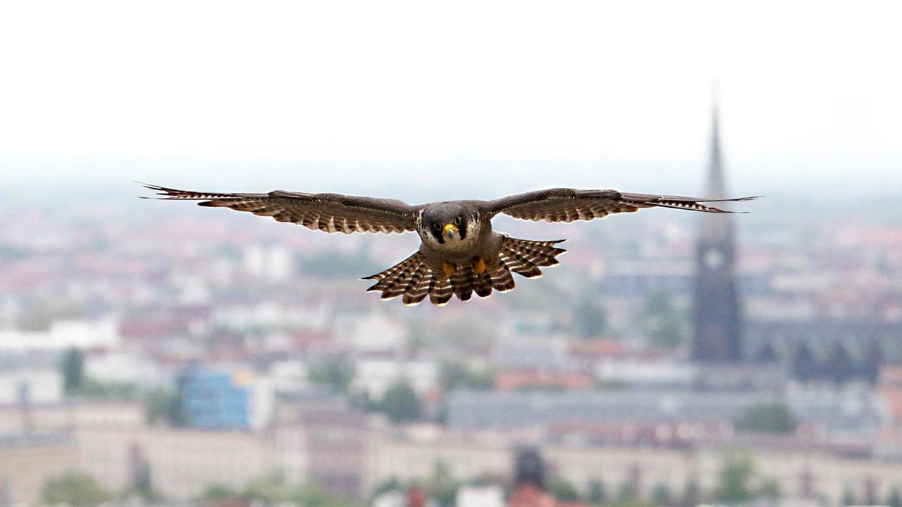 Ein erwachsener Wanderfalke (Falco Peregrinus) fliegt über der City von Leipzig (Sachsen)