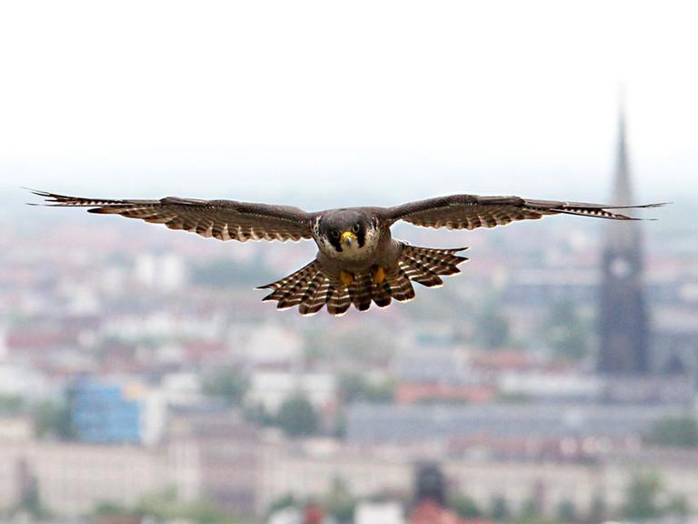 Ein erwachsener Wanderfalke (Falco Peregrinus) fliegt am 16.05.2013 über der City von Leipzig (Sachsen)