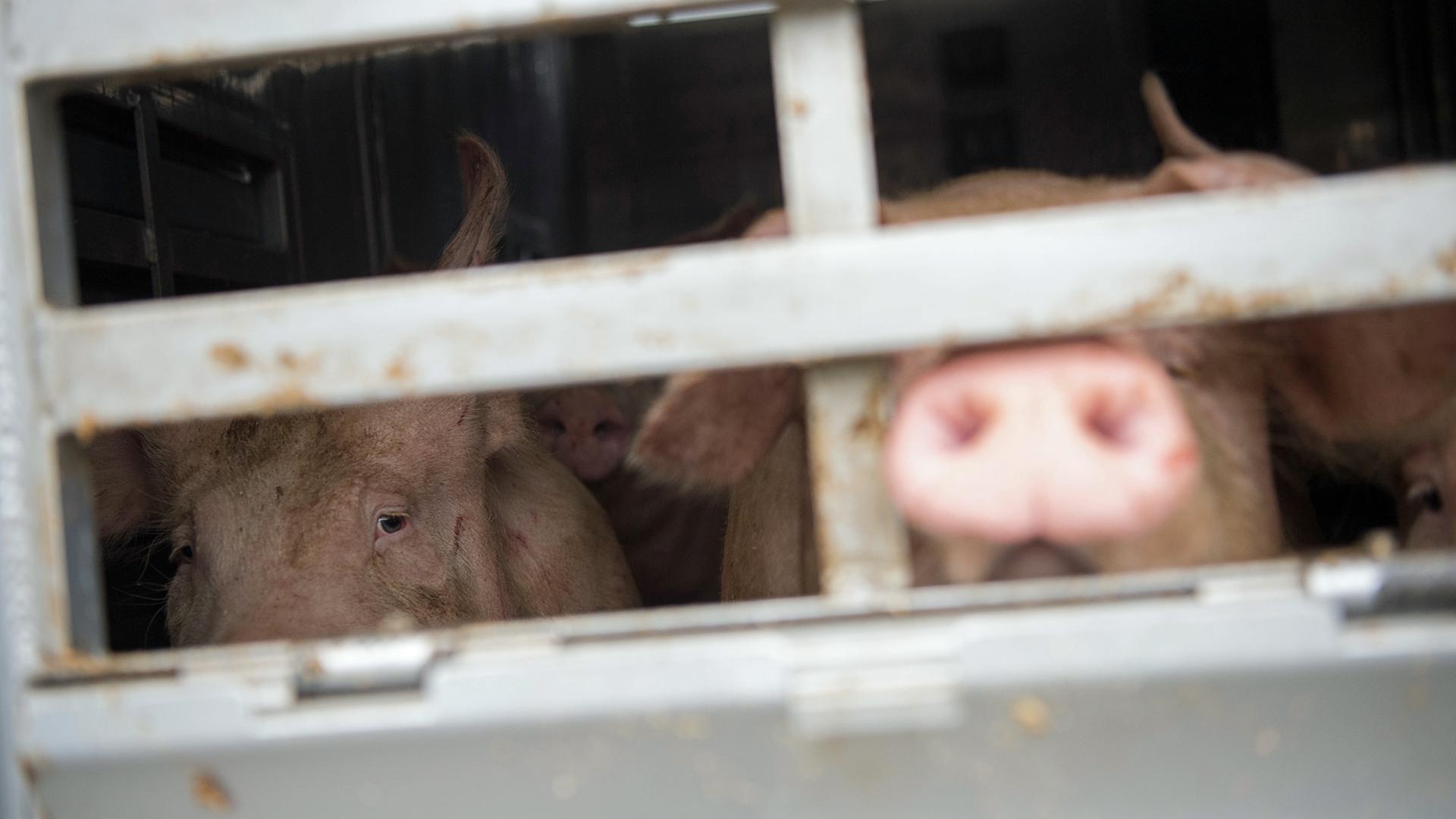 Schweine schaue am 3.5.2018 während einer Schwerpunktkontrolle Tiertransport an der Autobahn A5 in Baden-Württemberg aus einem Tiertransporter. Schweine schaue am 3.5.2018 während einer Schwerpunktkontrolle Tiertransport an der Autobahn A5 in Baden-Württemberg aus einem Tiertransporter.