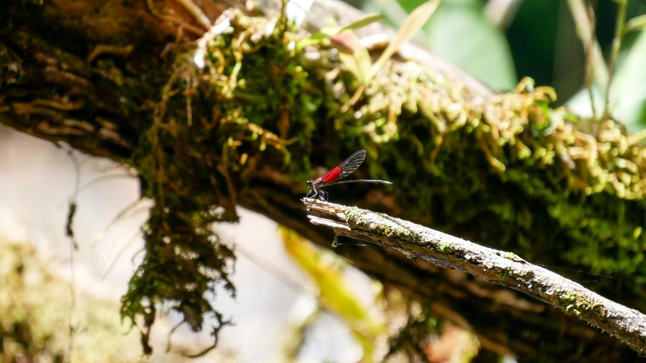 Eine rote Libelle im surinamischen Dschungel.