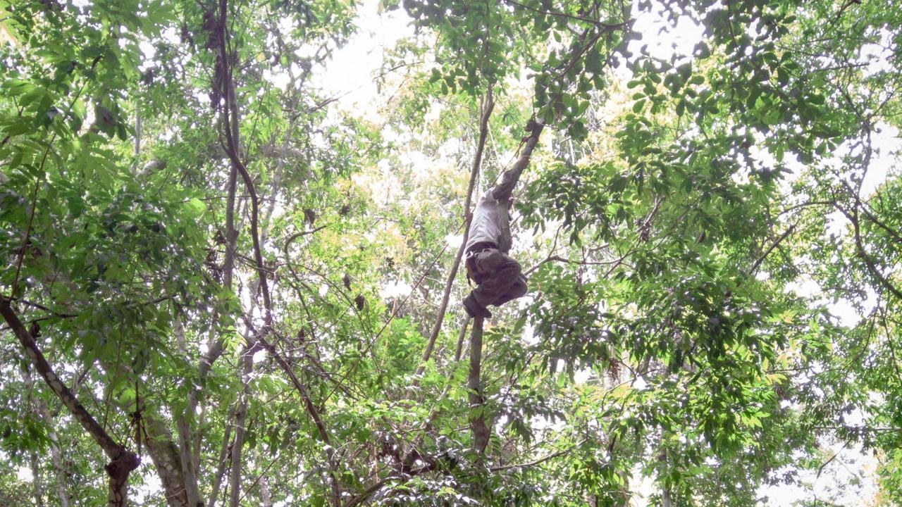Kletterer Cacao im Baumwipfel auf der Suche nach dem Faultier.