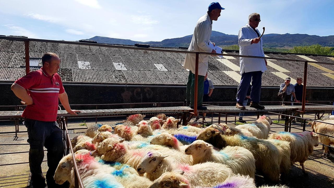 Züchter Tegid Jones auf dem Schafmarkt im walisischen Dolgellau. Er blickt auf das Gatter mit vielen Schafen, die bunte Markierungen in der Wolle haben.