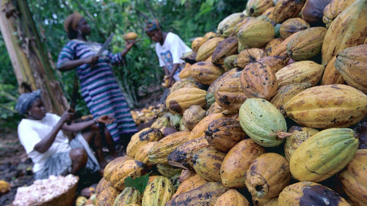 Kleinbauern in Ghana bei der Kakaoernte