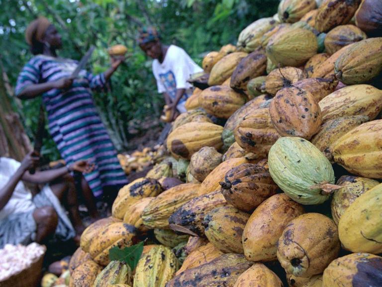 Kleinbauern in Ghana bei der Kakaoernte