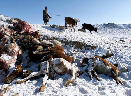 Erfrorene Tiere in den Hügeln der Provinz Hentii in der Mongolei.