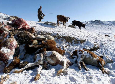 Erfrorene Tiere in den Hügeln der Provinz Hentii in der Mongolei. Erfrorene Tiere in den Hügeln der Provinz Hentii in der Mongolei.
