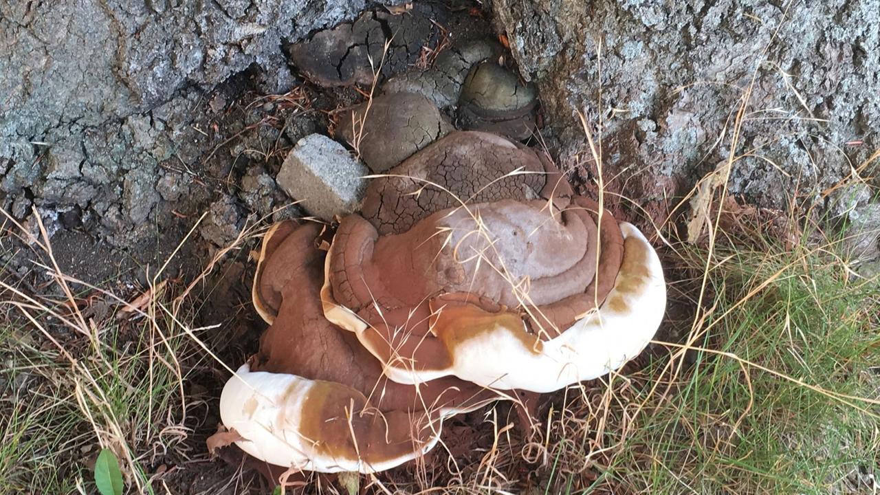 Der Lackporling, ein Weißfäulepilz, der Lignin zersetz. Die Buche steht vor dem Institut für Mikrobiologie in Jena. Der Lackporling, ein Weißfäulepilz, der Lignin zersetz. Die Buche steht vor dem Institut für Mikrobiologie in Jena.