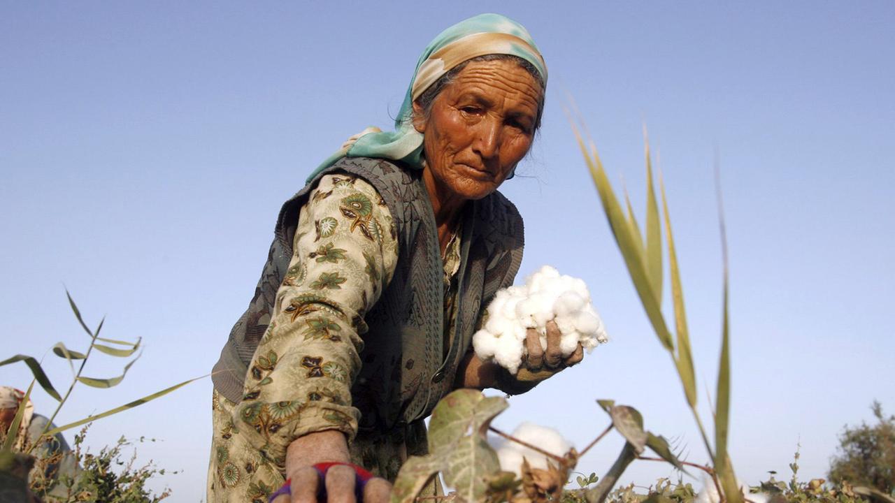Eine Frau erntet Baumwolle auf einem Feld in China.