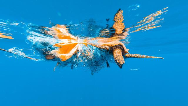Eine Schildkröte hat sich in Plastikmüll verheddert.