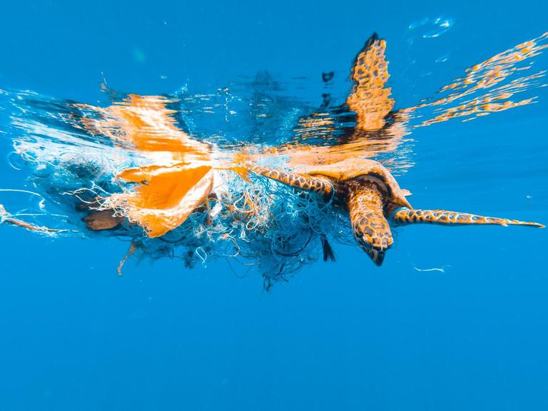 Eine Schildkröte hat sich in Plastikmüll verheddert.