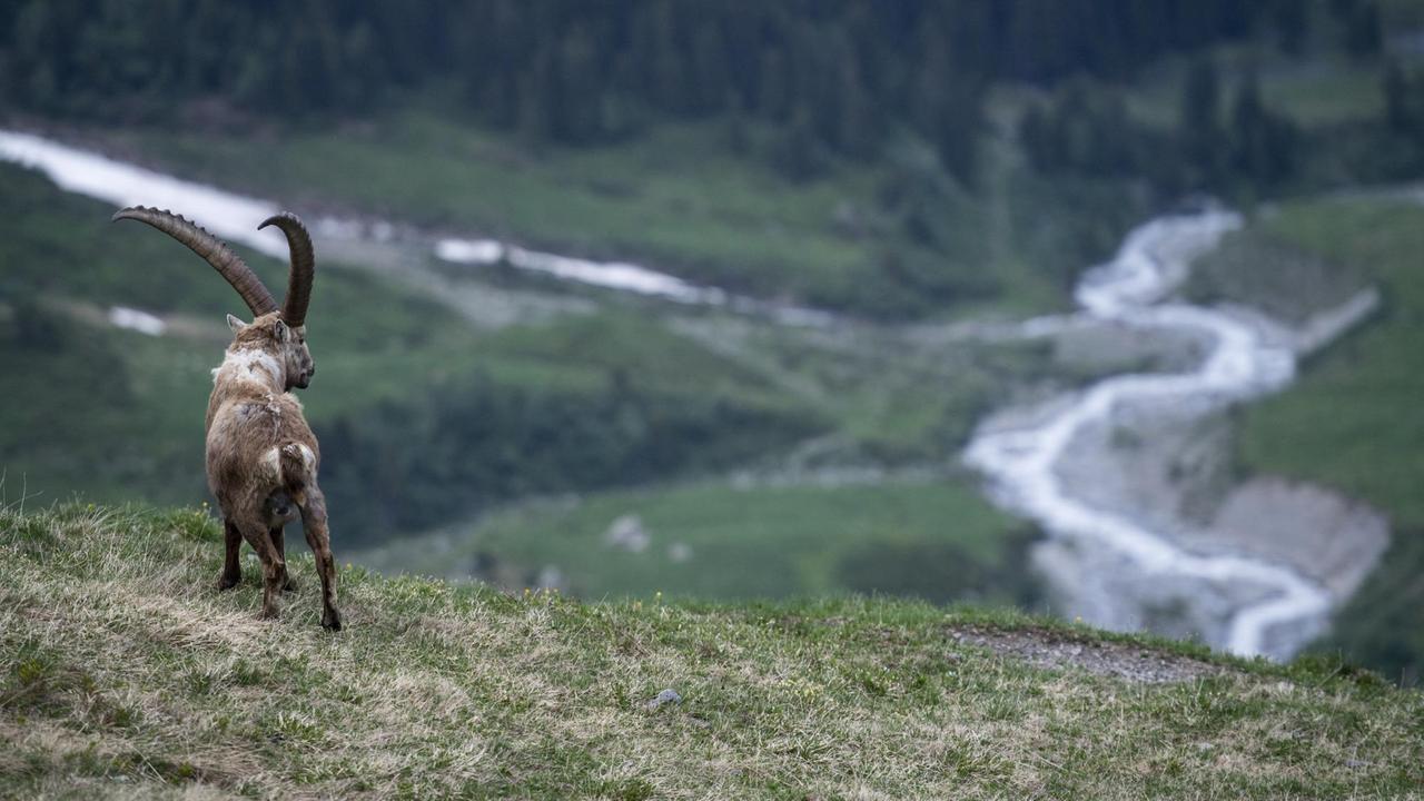 Blick auf ein Tal in den Schweizer Alpen, im Vordergrund ein Steinbock. Blick auf ein Tal in den Schweizer Alpen, im Vordergrund ein Steinbock.