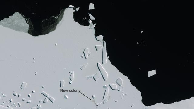 Klare Spuren, sichtbar selbst aus dem All: eine neue Pinguin-Kolonie in der Antarktis