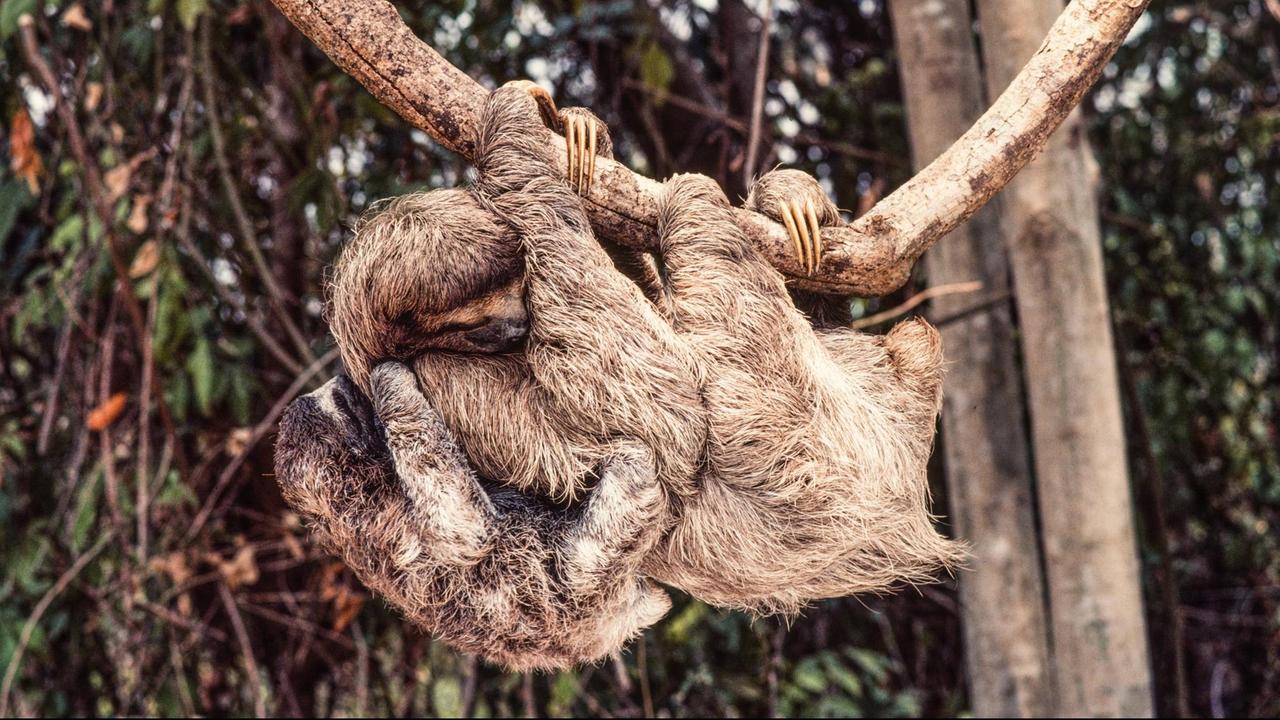 Ein Baby des Braunkehlfaultiers Bradypus variegatus geht mit seiner Mutter im Regenwald von Panama auf Entdeckungsreise. Ein Baby des Braunkehlfaultiers Bradypus variegatus geht mit seiner Mutter im Regenwald von Panama auf Entdeckungsreise.