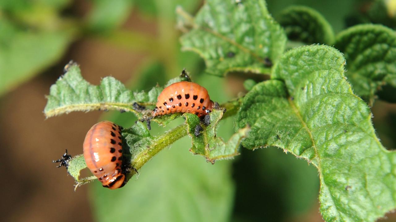 Kartoffelkäferlarven auf einer Kartoffelpflanze Kartoffelkäferlarven auf einer Kartoffelpflanze