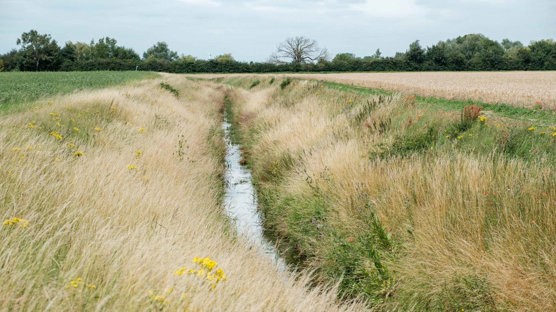 Dränagekanäle helfen, Regenwasser abzuleiten und in Trockenperioden für die Felder wieder nutzbar zu machen. Dränagekanäle helfen, Regenwasser abzuleiten und in Trockenperioden für die Felder wieder nutzbar zu machen.