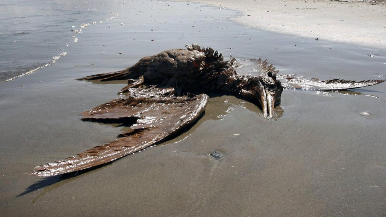 Ein ölverschmierter toter Vogel liegt am Strand Ein ölverschmierter toter Vogel liegt am Strand