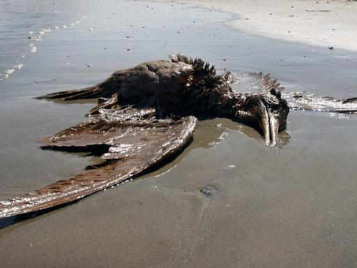 Ein ölverschmierter toter Vogel liegt am Strand.