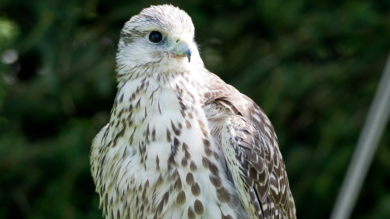 Ein Gerfalke bei einer Falkner-Show in Wilhelmskirch (Baden-Württemberg) Ein Gerfalke bei einer Falkner-Show in Wilhelmskirch (Baden-Württemberg)