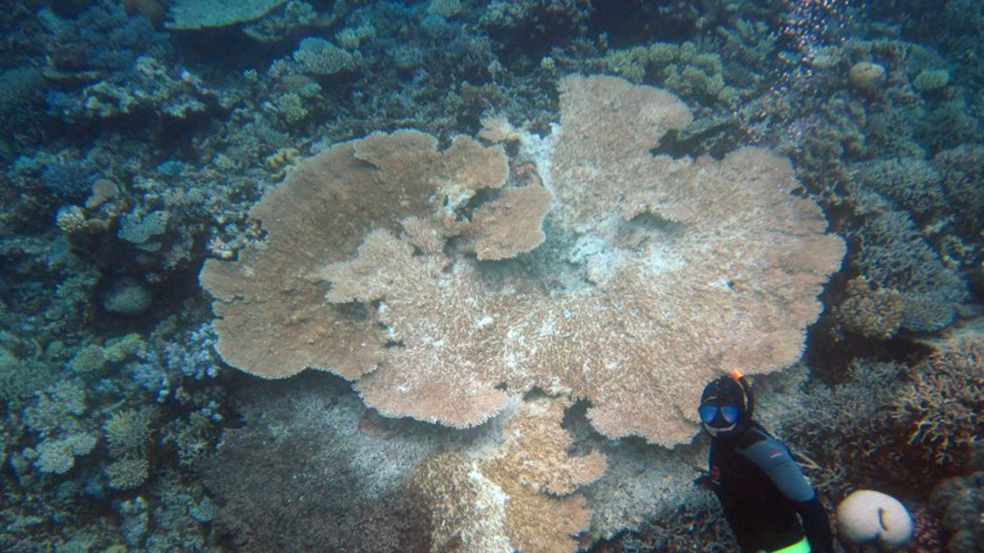 Ein Taucher neben einer drei Meter großen Koralle (Acropora hyacinthus) nahe Lizard Island, Australien. Ein Taucher neben einer drei Meter großen Koralle (Acropora hyacinthus) nahe Lizard Island, Australien.