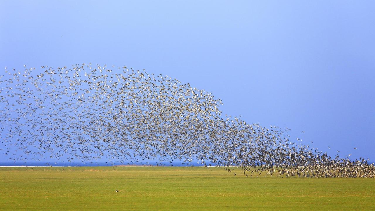 Ein Schwarm Goldregenpfeifer über einer strahlend grünen Wiese vor blauem Himmel Ein Schwarm Goldregenpfeifer über einer strahlend grünen Wiese vor blauem Himmel