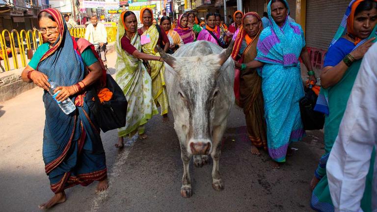 Eine Gruppe indischer Frauen berührt ehrfürchtig eine Kuh auf einer Straße im indischen Varanasi. Eine Gruppe indischer Frauen berührt ehrfürchtig eine Kuh auf einer Straße im indischen Varanasi.