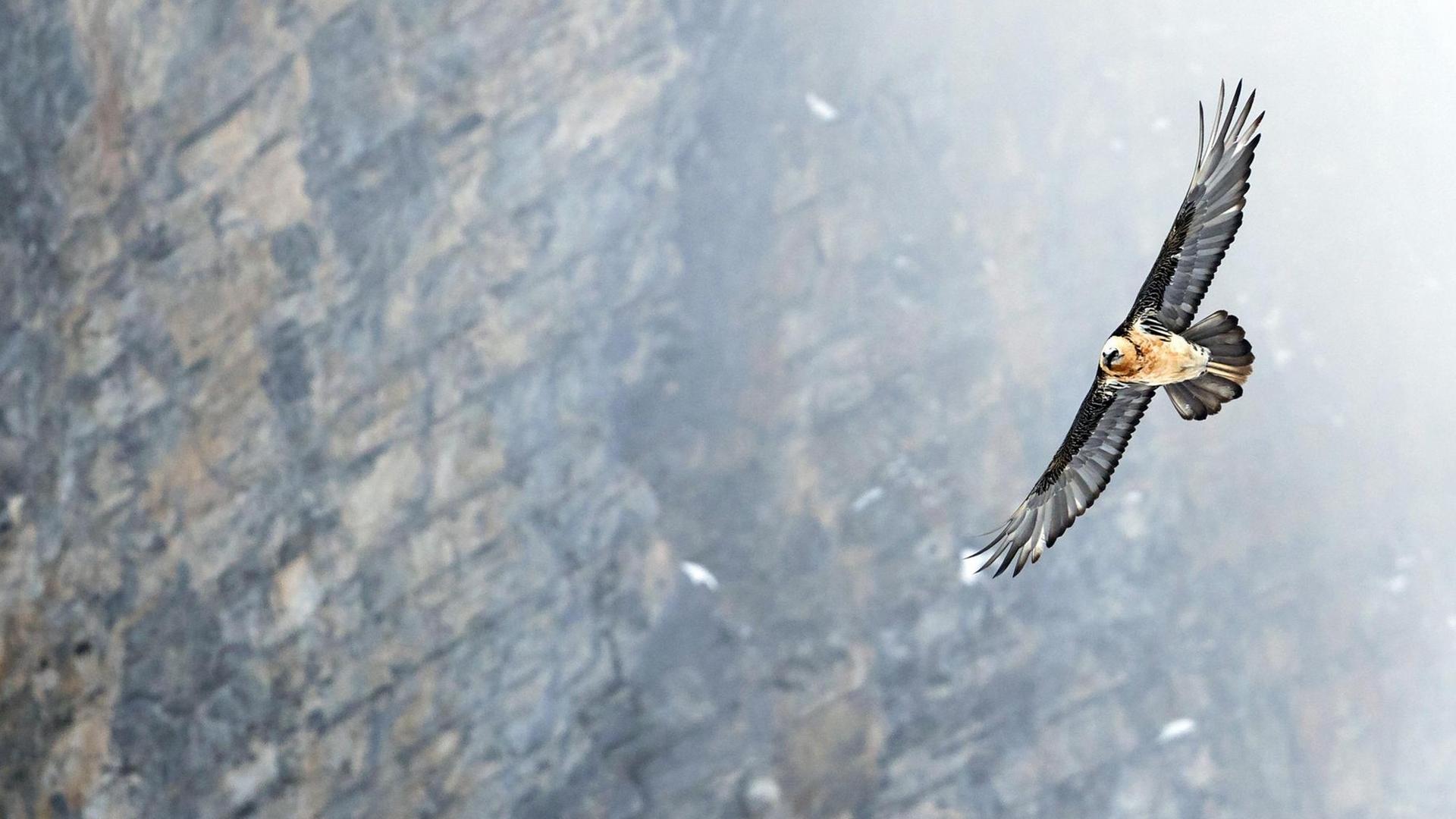 Ein fliegender Bartgeier, im Hintergrund eine Felswand.