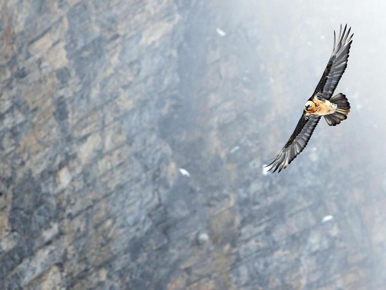 Fliegender Bartgeier, im Hintergrund eine Felswand.