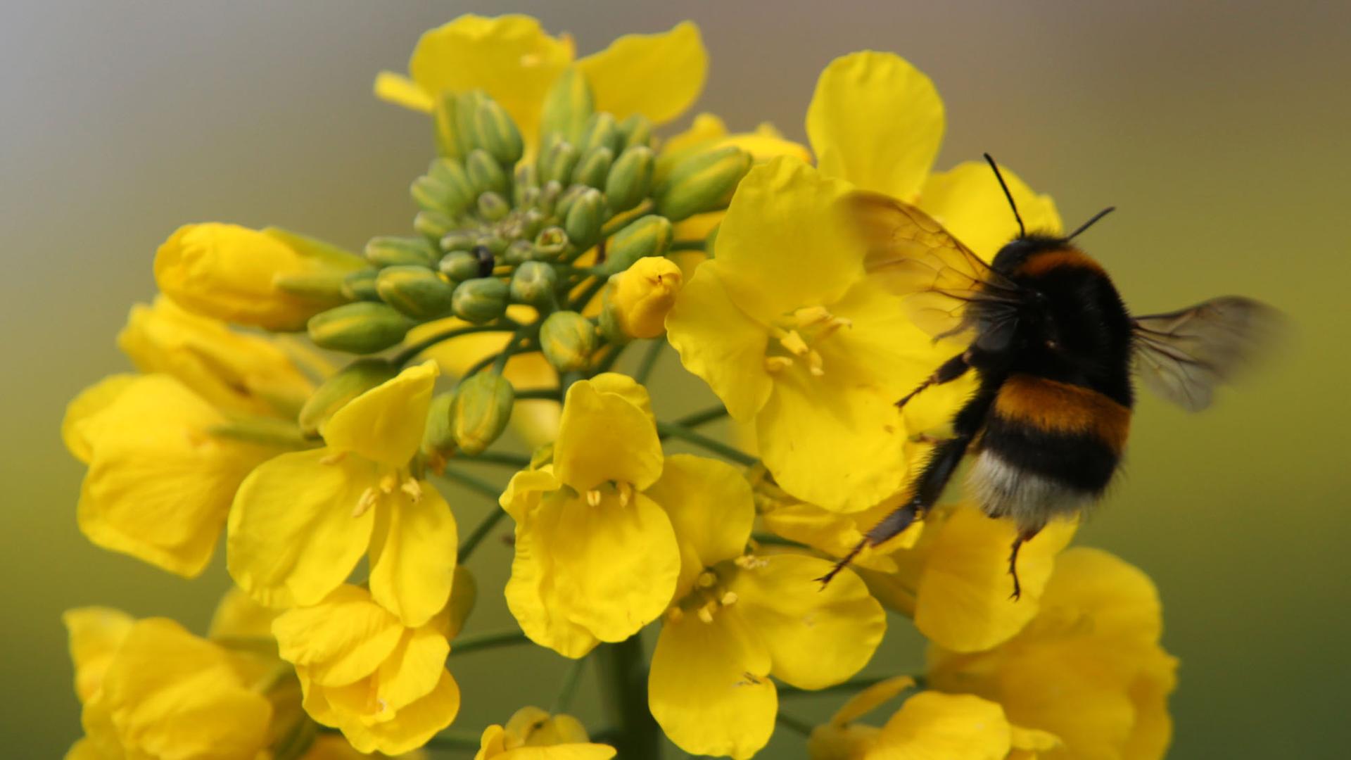 Auf einem Feld bei Rerik (Mecklenburg-Vorpommern) beginnt der Raps am 10.04.2014 zu blühen. Nach einem milden Winter und einem relativ warmen Frühlingsanfang beginnt die Rapsblüte in diesem Jahr einige Zeit früher. Foto: Bernd Wüstneck/dpa Auf einem Feld bei Rerik (Mecklenburg-Vorpommern) beginnt der Raps am 10.04.2014 zu blühen. Nach einem milden Winter und einem relativ warmen Frühlingsanfang beginnt die Rapsblüte in diesem Jahr einige Zeit früher. Foto: Bernd Wüstneck/dpa