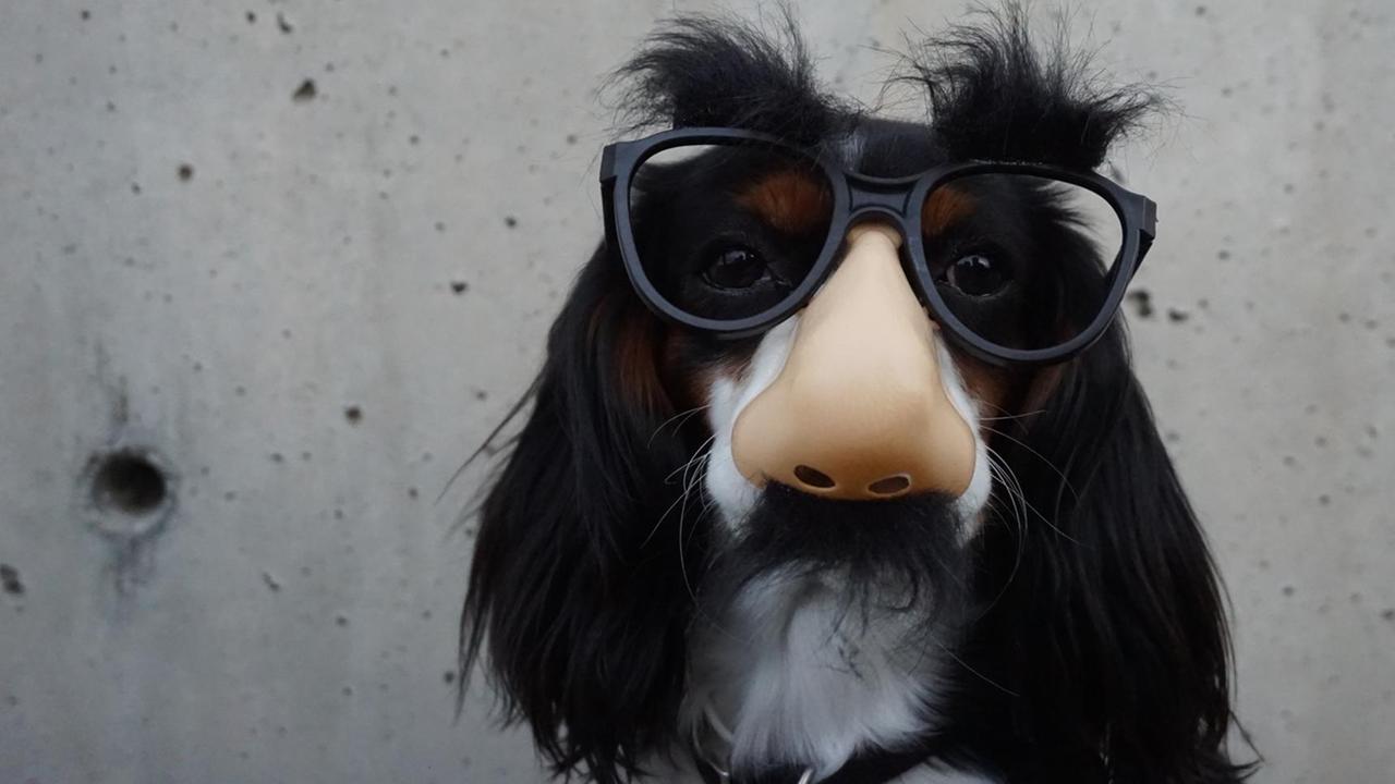 Das Bild zeigt einen Hund - möglicherweise einen Border-Colly-Mischling - der eine große Sonnenbrille mit Augenbrauen und einer menschlichen Nase auf seiner Schnauze trägt.