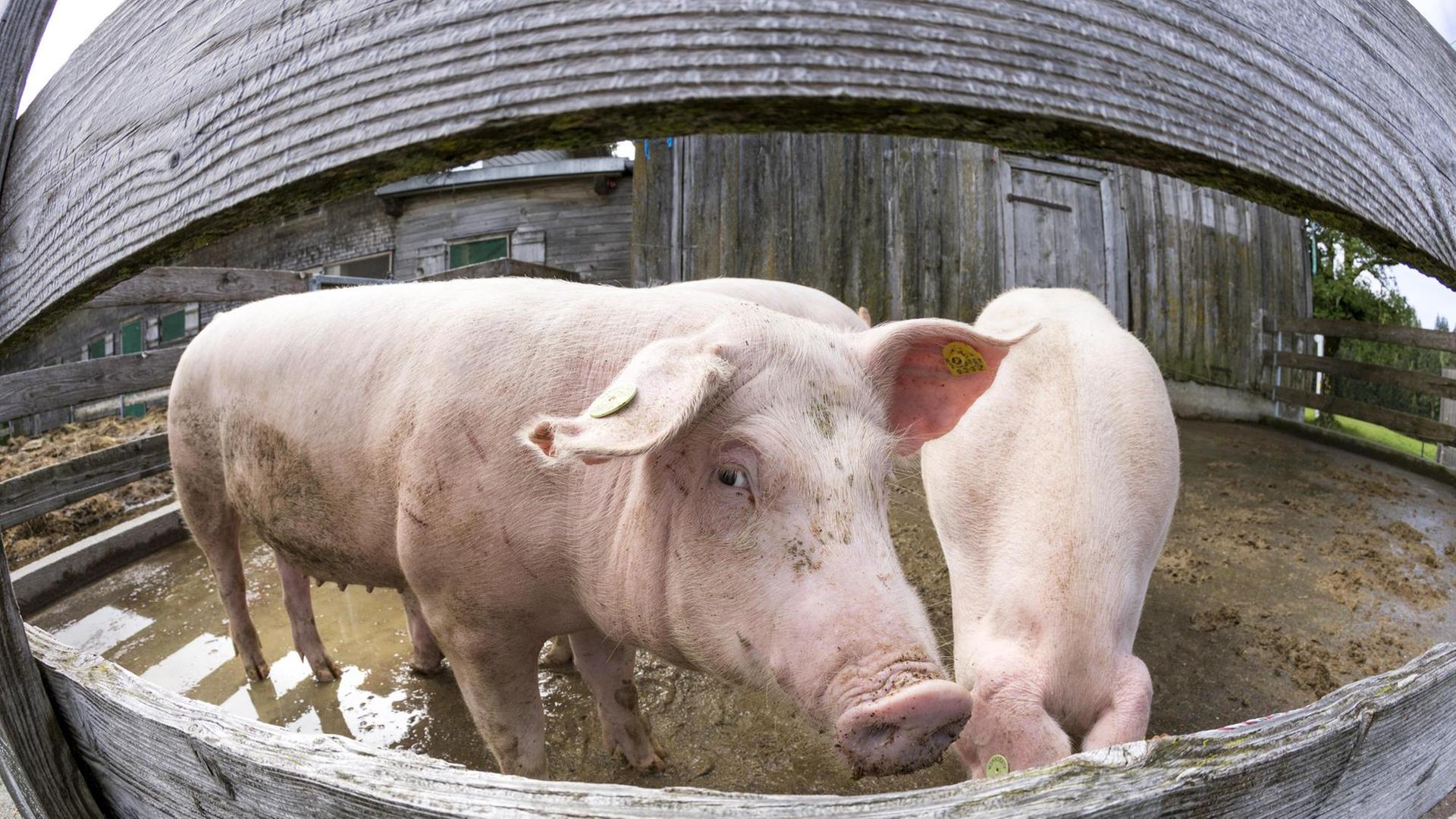 Schweine in einem Biomastbetrieb in Vorarlberg, Österreich. Zwei Schweine sind in einem Draußen-Gehege untergebracht. Eines schaut durch den Zaun.