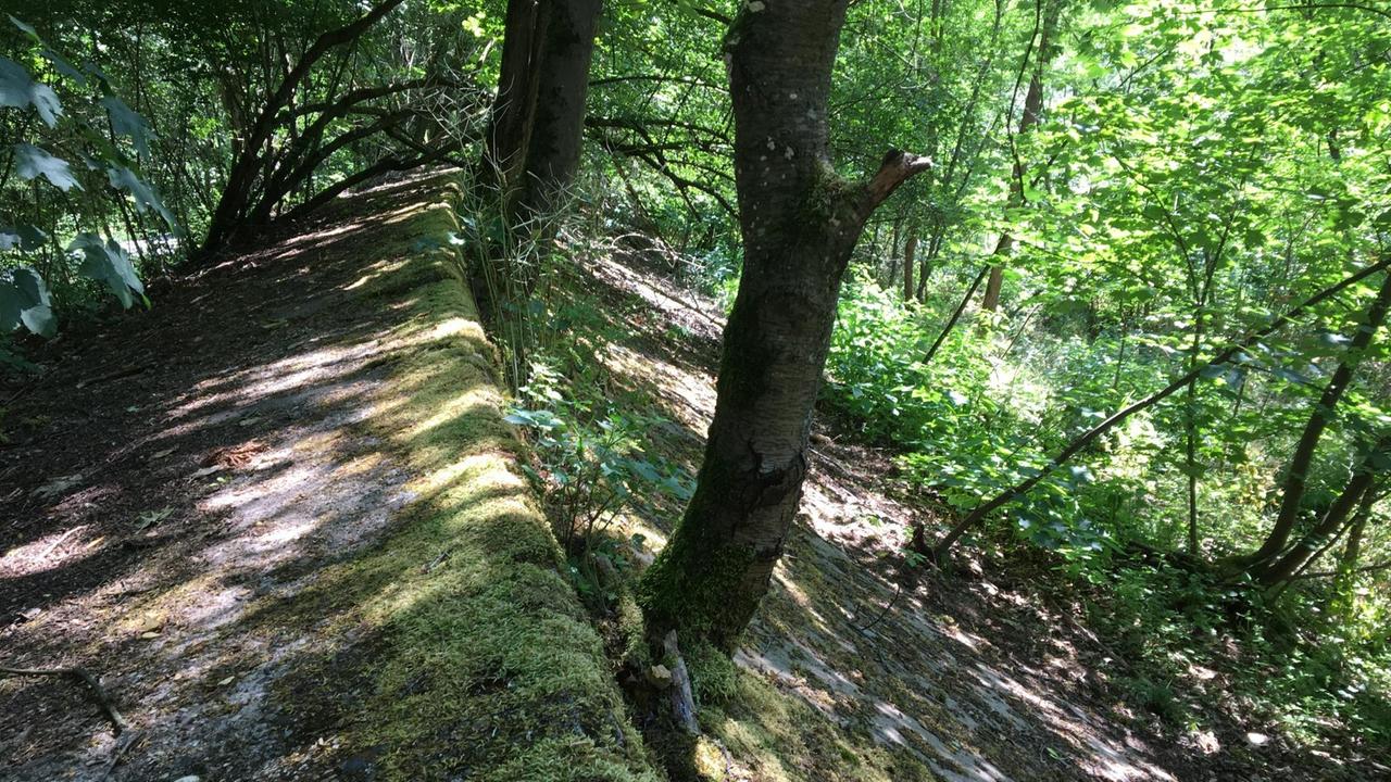 Die Opel-Rennbahn ist 100 Jahre nach ihrer Eröffnung von dichtem Wald überwuchert. Die Opel-Rennbahn ist 100 Jahre nach ihrer Eröffnung von dichtem Wald überwuchert.