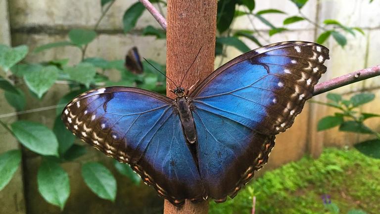 Der Himmelsfalter betört durch seinen Größe und seine blauen Farbschattierungen Der Himmelsfalter betört durch seinen Größe und seine blauen Farbschattierungen