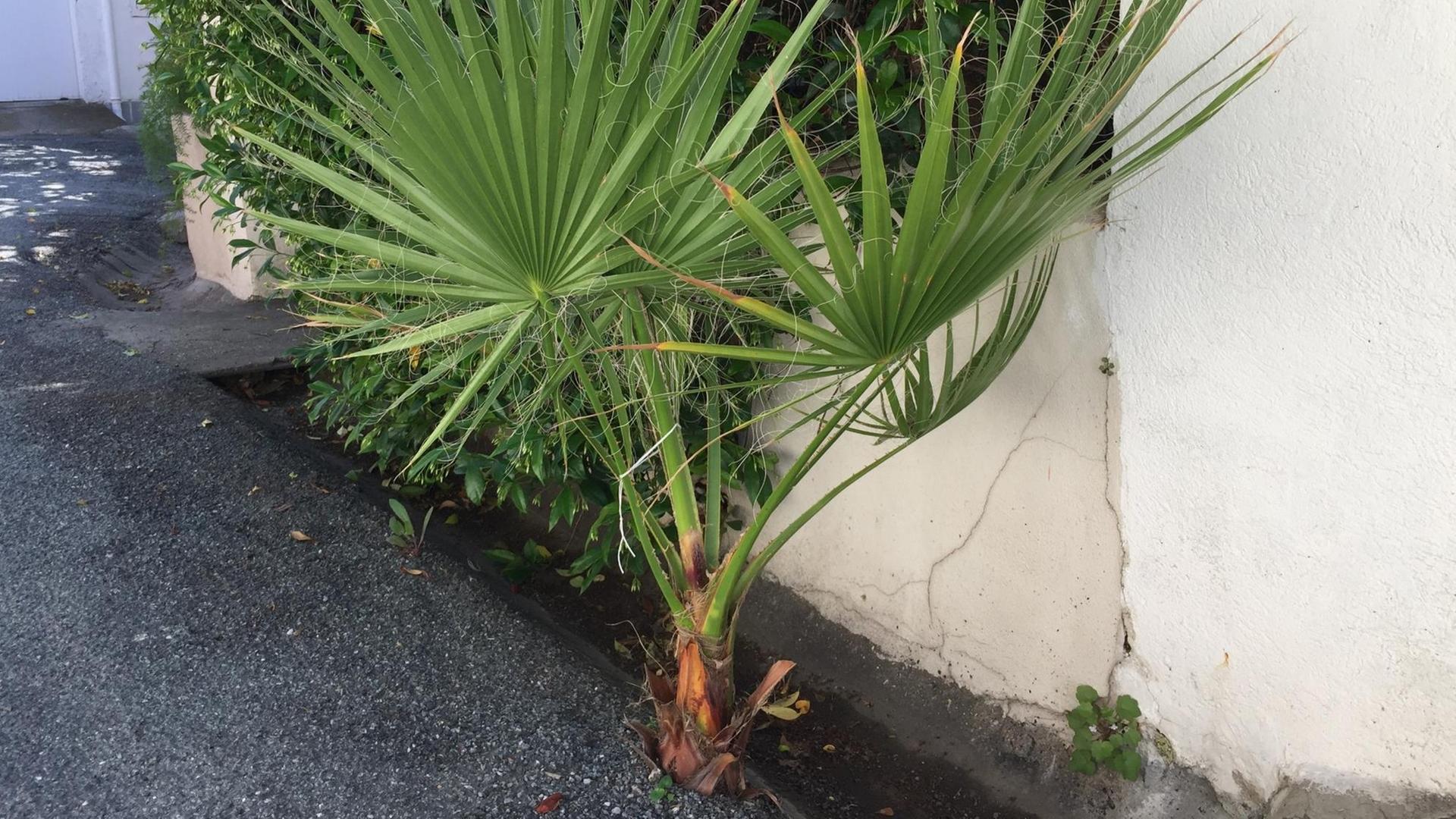 Eine Palme in Cannes, die sich durch den Asphalt gebohrt hat. Eine Palme in Cannes, die sich durch den Asphalt gebohrt hat.