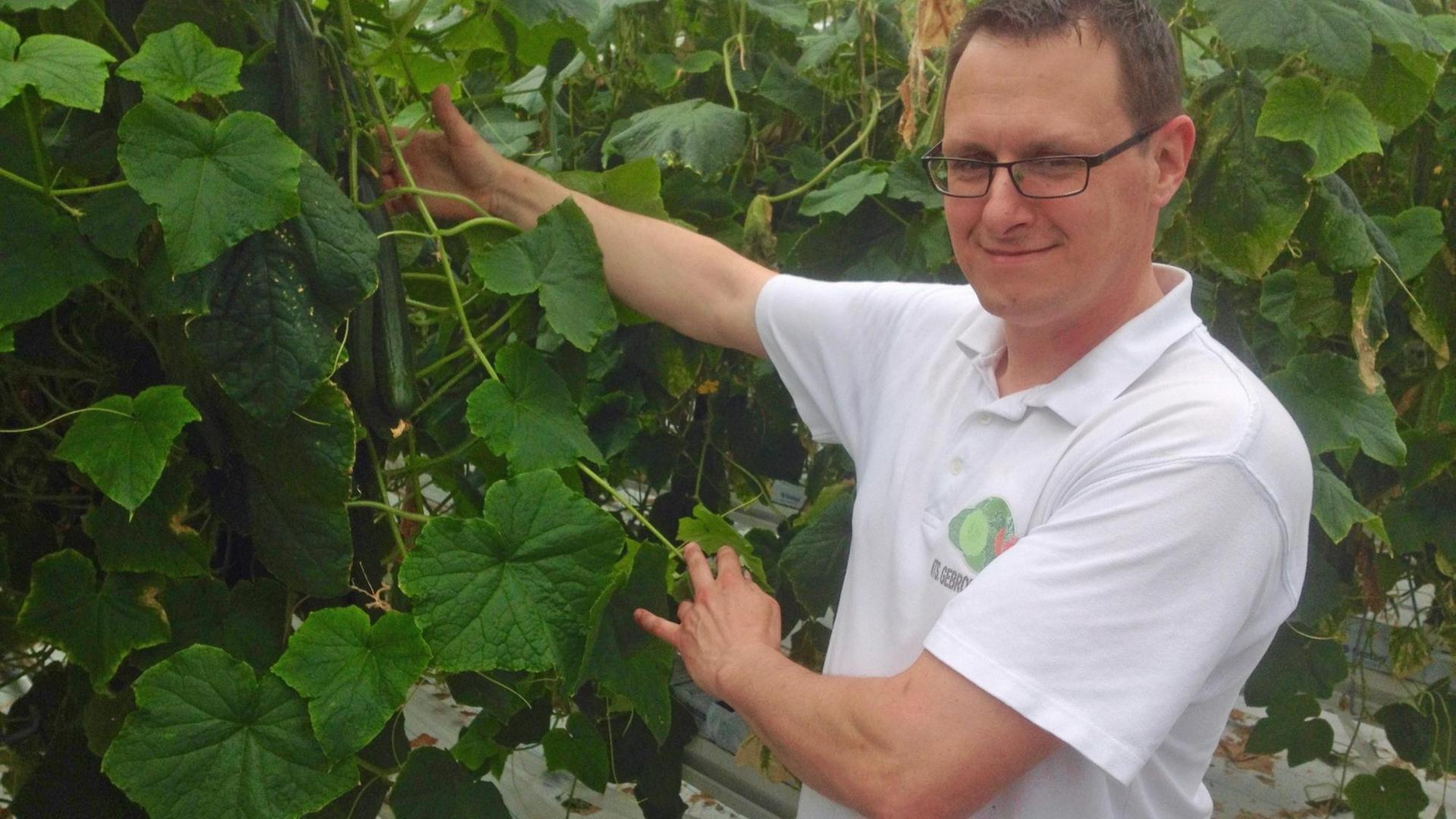 Der Landwirt Kees Vahl zeigt auf eine gerade Gurke Der Landwirt Kees Vahl zeigt auf eine gerade Gurke